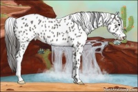 Horse Color:Grullo Appaloosa 