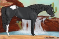 Horse Color:Black Appaloosa