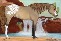 Horse Color:Buckskin Dun Varnish 