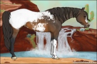 Horse Color:Brown Appaloosa 