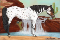 Horse Color:Brown Appaloosa