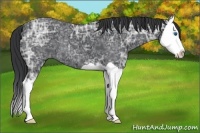 Horse Color:Black Ice Splash 