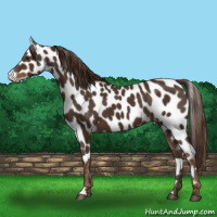 Horse Color:Liver Chestnut Appaloosa 