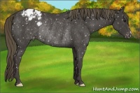 Horse Color:Smoky Black Appaloosa Rabicano