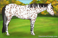 Horse Color:Gray Bay Near Leopard Rabicano 