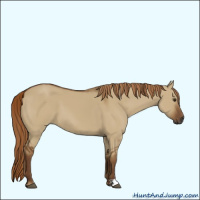 Horse Color:Gray Red Dun 
