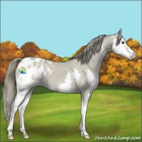 Horse Color:Buckskin Splash Appaloosa 