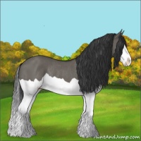 Horse Color:Grullo Splash Rabicano 