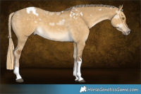 Horse Color:White Spotted Chocolate Palomino Dun Tobiano 