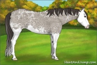 Horse Color:Smoky Grullo Ice Roan Splash 