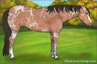 Horse Color:Brown Ice Sabino 