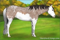 Horse Color:Bay Ice Roan Splash