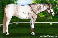 Horse Color:White Spotted Bay Appaloosa Rabicano  and White Spotted Red Roan Rabicano