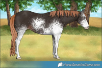Horse Color:White Spotted Liver Chestnut 