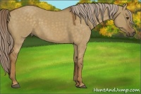 Horse Color:Chocolate Palomino Dun 