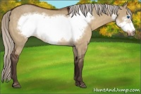 Horse Color:Silver Bay Dun Frame Rabicano 
