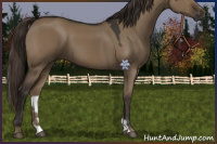Horse Color:Liver Red Dun 