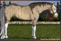 Horse Color:Bay Dun Splash Brindle 