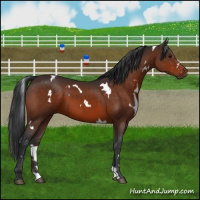 Horse Color:White Spotted Brown 