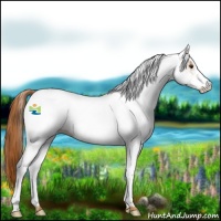 Horse Color:White Spotted Chestnut 