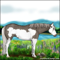 Horse Color:Gray Silver Grullo Splash Frame Rabicano