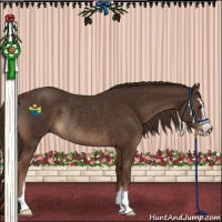 Horse Color:Liver Chestnut Sabino Rabicano 
