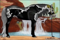 Horse Color:Black Sabino Splash Frame Rabicano 