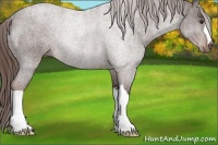 Horse Color:Liver Chestnut Rabicano 