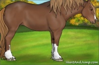 Horse Color:Liver Chestnut 