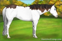 Horse Color:Bay Splash 