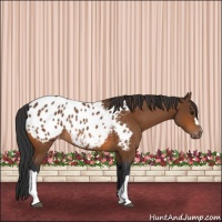 Horse Color:Bay Appaloosa Rabicano 