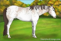 Horse Color:White Spotted Sable Champagne Roan Appaloosa