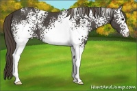 Horse Color:White Spotted Smoky Black Appaloosa