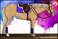 Horse Color:Palomino Appaloosa 