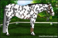 Horse Color:Brown Roan Splash Appaloosa