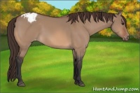 Horse Color:Bay Dun Appaloosa 