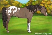 Horse Color:Liver Red Dun Appaloosa 