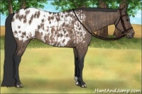 Horse Color:Brown Dun Appaloosa  and Brown Dun Appaloosa 