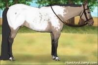 Horse Color:Brown Dun Appaloosa 