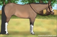 Horse Color:Bay Dun 
