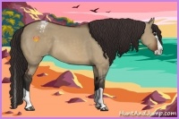 Horse Color:Brown Dun Splash Appaloosa 