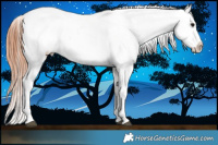 Horse Color:Chocolate Bay Dun Splash Appaloosa Brindle 