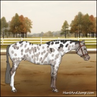 Horse Color:Liver Red Dun Mushroom Near Leopard Brindle