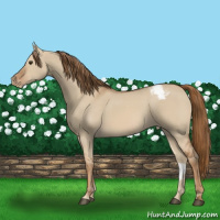 Horse Color:Red Dun Varnish 