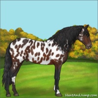 Horse Color:Brown Appaloosa