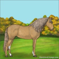 Horse Color:Palomino