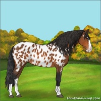 Horse Color:Bay Splash Appaloosa