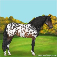 Horse Color:Brown Appaloosa 