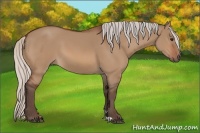 Horse Color:Silver Bay Dun 