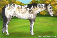 Horse Color:White Spotted Brown Onyx Sabino Splash Appaloosa 